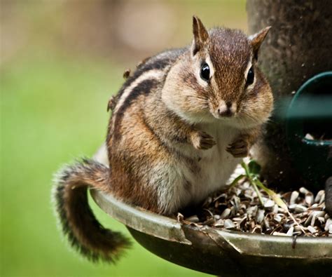 How To Get Rid Of Chipmunks In Your Yard Humane Methods