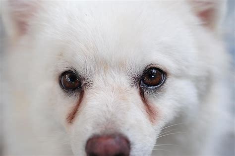 How do I clean the tear stains around my dog's eyes? | Petbarn Articles