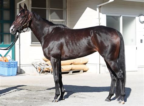 【秋華賞】展開から浮上するのはこの馬だ競馬・レースデイリースポーツ Online