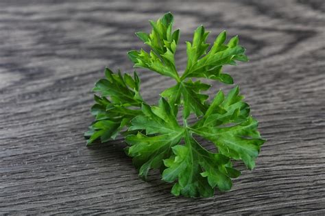 Premium Photo | Parsley leaves