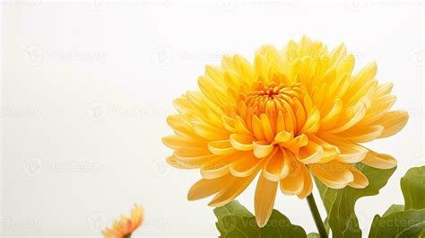 Photo of beautiful Mums flower isolated on white background. Generative ...