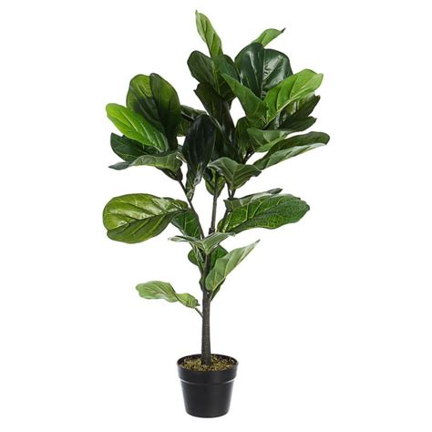 Pianta Ficus Lyrata Con Vaso Cm 100h 32 Foglie Cits Shop