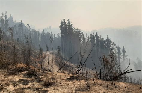 Ordenan Evacuar Cuatro Sectores De Coronel Por Incendio Forestal