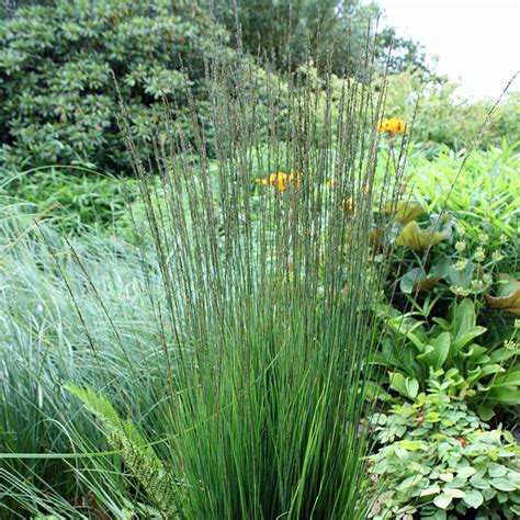 Молиния Голубая Фото И Описание – Telegraph