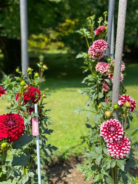 I Giardini Di Villa Taranto A Verbania Ti Chiamo Quando Torno