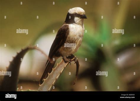 Northern Brown Shrike Hi Res Stock Photography And Images Alamy