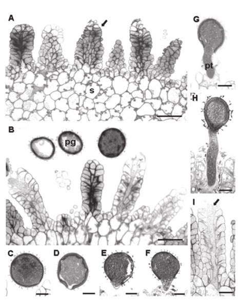 Optical Microscopy Of Pollen Stigma Interactions In Sour Passion Fruit Download Scientific