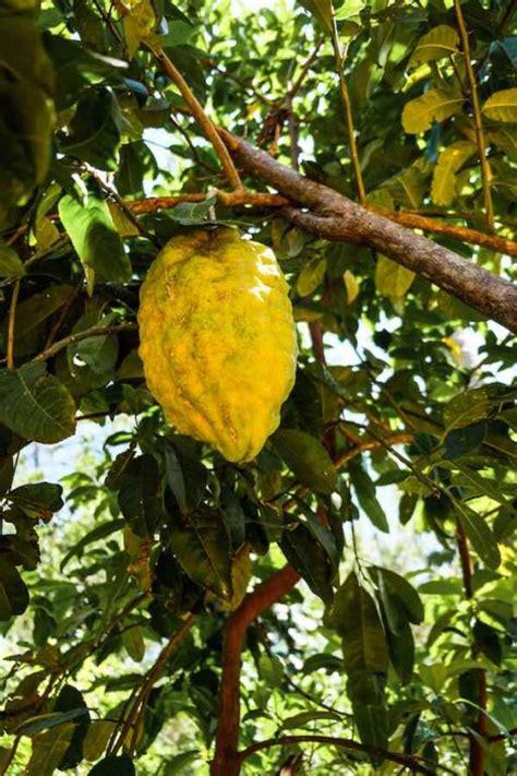 The Ponderosa Lemon Tree - Minneopa Orchards