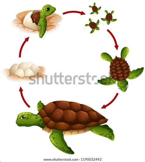 Life Cycle Turtle Illustration Stock Vector Royalty Free 1190032492