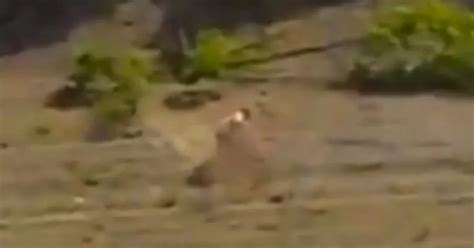 Video Shows Couple Having Sex In Public Get Surprised In The Most Unusual Way Possible Mirror