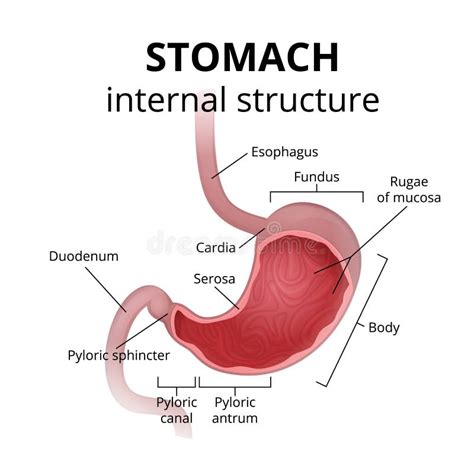 Stomach Anatomy Diagram