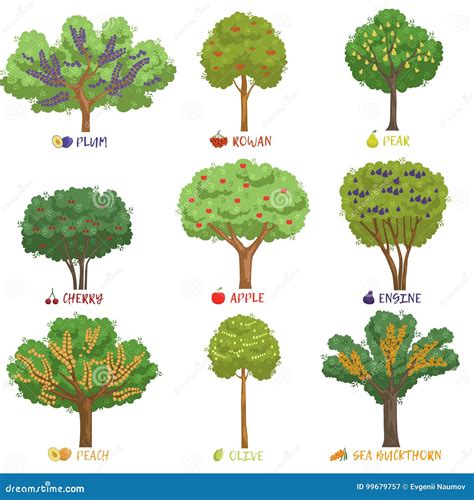 Details Clases De Rboles Frutales Abzlocal Mx