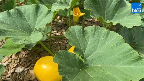 Roland Motte Jardinier Les Courges Ont Tout Bon Au Jardin Et En