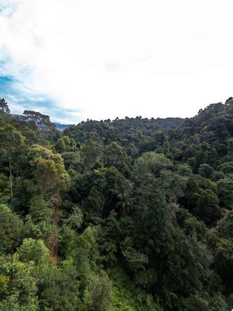 Beautiful Rainforest Trees, Biodiversity in Malaysia Stock Photo ...