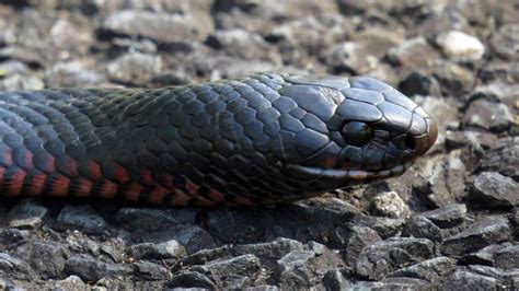 Red Headed Krait Learn About Nature