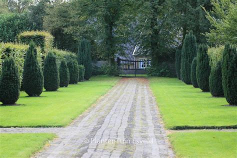 Taxus Baccata Fastigiata Plantentuin Esveld