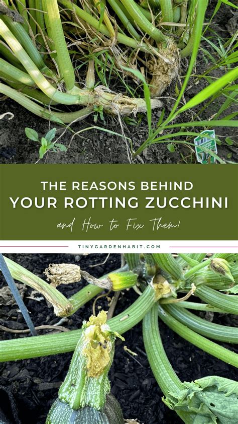 Heres Why Your Zucchini Is Rotting And How To Fix It