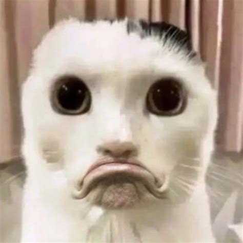 A Close Up Of A Cat With A Weird Look On It S Face