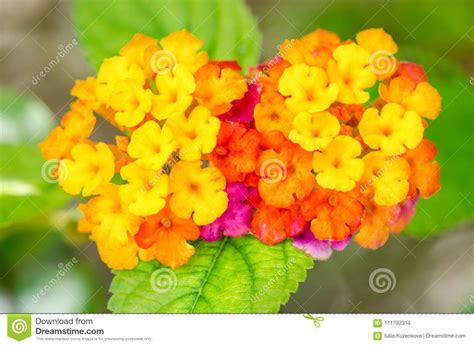 Flor Colorida Hermosa Del Seto Lantana Que Llora Camara Del Lantana