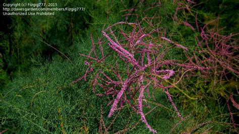 Plantfiles Pictures Tamarix Five Stamen Tamarix Saltcedar Salt