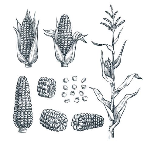 How To Draw Corn Stalk Showerreply3