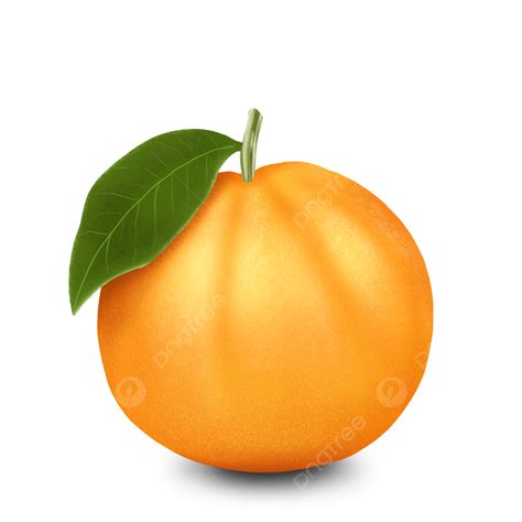 Dibujo A Mano Naranja Fruta Realista Diseño Desain Buah Jeruk Png