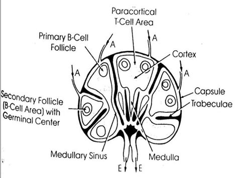 Lymph System Disease Maruli T Simanjuntak Md Fiha Dept Cardiology