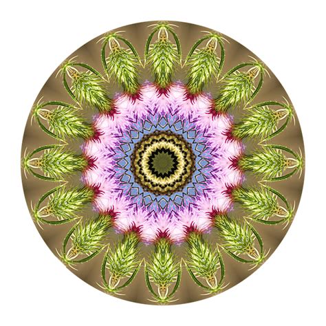 Roseta Mandala Círculo Imagens grátis no Pixabay Pixabay