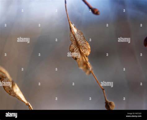 Linden tree seeds hi-res stock photography and images - Alamy