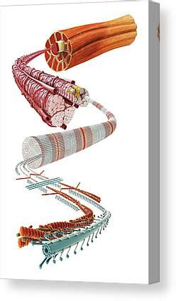 [最も人気のある！] epimysium diagram 688265-Epimysium diagram