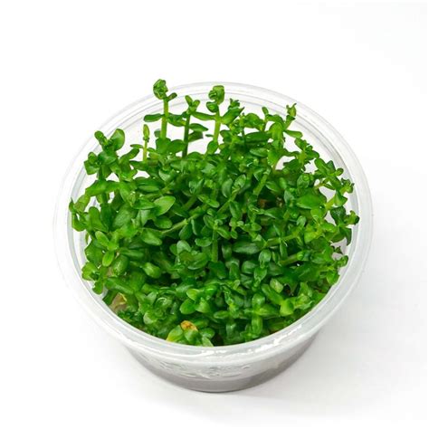 Bacopa Salzmannii Purple SG Tc Green Water Aquascapes