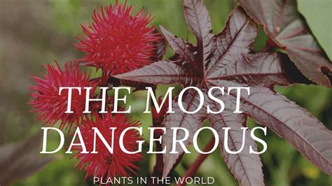 Top 10 Most Dangerous Plants In The World Most Poisonous Plants In