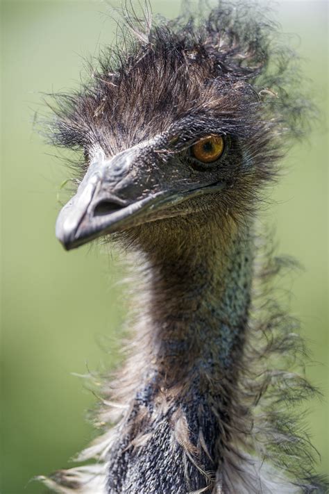 Portrait of an emu in the sun | First time I go to the zoo R… | Flickr