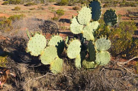 Oodla Wirra Cactus John Spooner South Oz Flickr