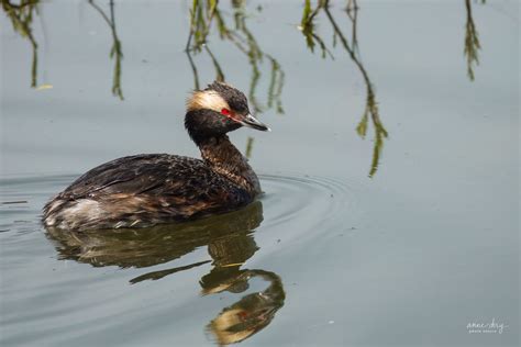 Gl Be Esclavon Podiceps Auritus Cornutus Horned Flickr