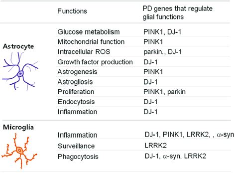 Functions Of Astrocytes And Microglia Regulated By Pd Genes Download Scientific Diagram