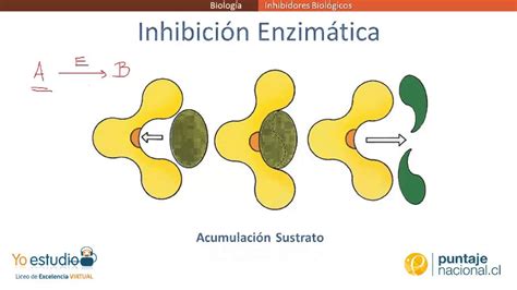 Inhibidores Biol Gicos Youtube