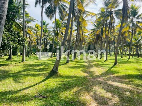 Valuable Land For Sale In Ja Ela Ekala Gampaha Road Ikman