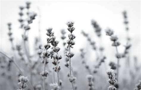 Lavender Cold Tolerance: Best Helpful Tips & Review