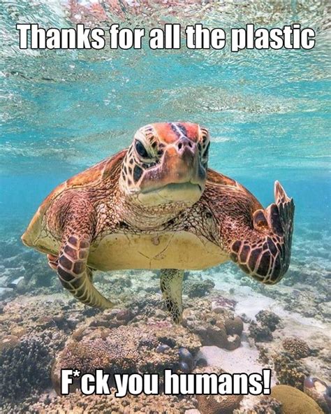 sea turtle memes