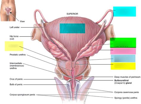 Epididymis Vas Deferens Diagram Quizlet