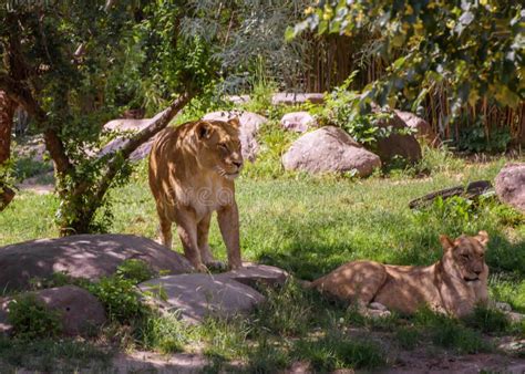 A Pride of African Lions Relaxing in the Grass in a South Africa Stock ...