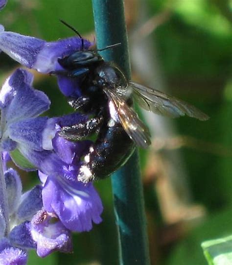 Southern Carpenter Bee Xylocopa Micans Xylocopa Micans Bugguide Net