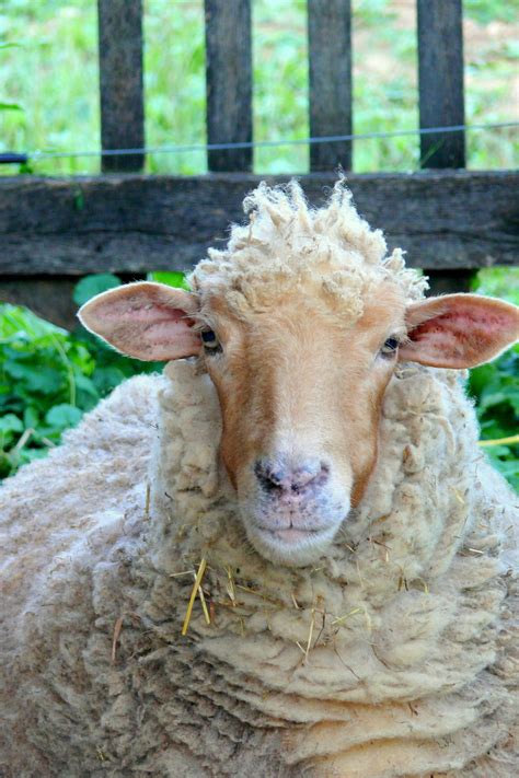 The Pocket Sheep In 2024 Sheep Breeds Sheep Farm Sheep Paintings