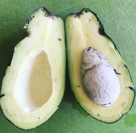 Mexicola Grande Avocado Grow Guide Tropical Tree Guide