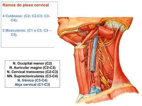 ANATOMIA DO PESCOÇO AULA 3 Inervação do pescoço plexo cervical pptx