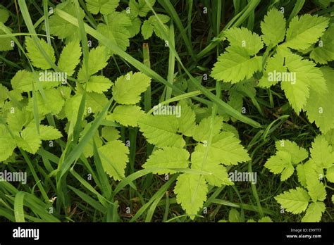 Ground Elder Aegopodium Podagraria Stock Photo Alamy