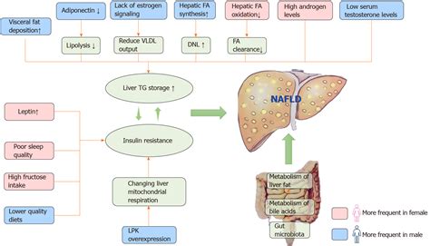 Nonalcoholic Fatty Liver Disease Shows Significant Sex Dimorphism