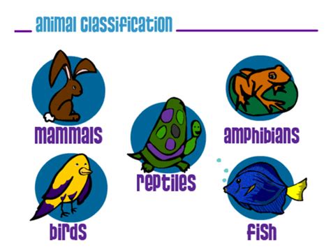 Animal classification | Teaching Resources