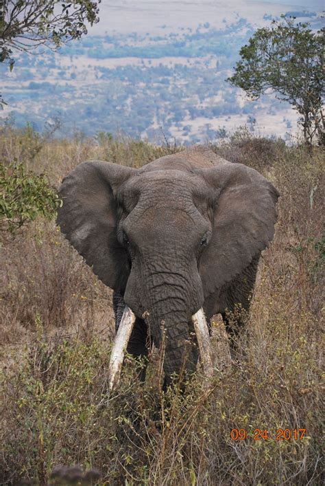 Elephant Ears | Smithsonian Photo Contest | Smithsonian Magazine